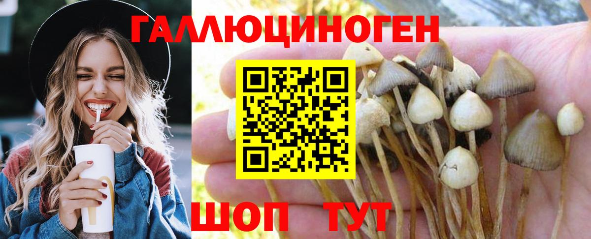 Петропавловск-Камчатский  Псилоцибиновые грибы Psilocybine cubensis  Вход с VPN 